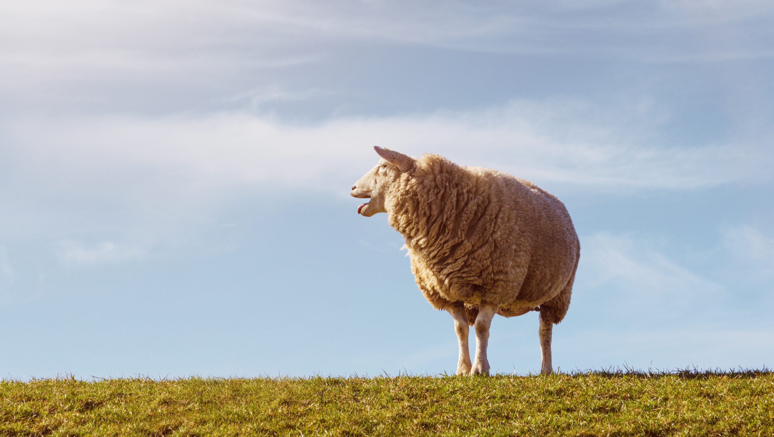 Schaf steht auf dem Deich mit blauem Himmel