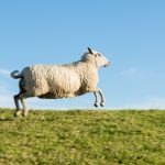 Jumping Sheep