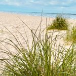 Strand_Krautsand